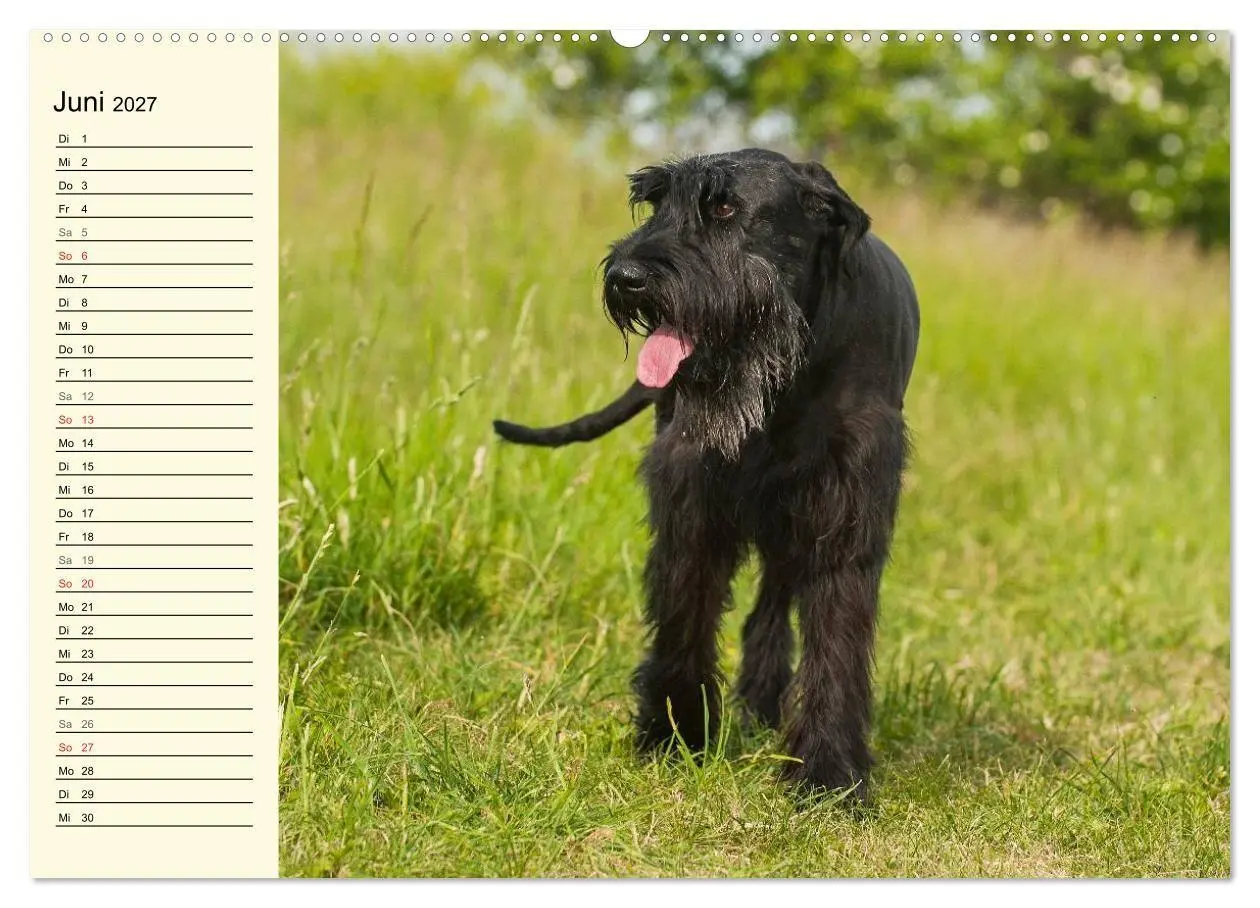Bild: 9783569950047 | Treuer Freund Riesenschnauzer (hochwertiger Premium Wandkalender...