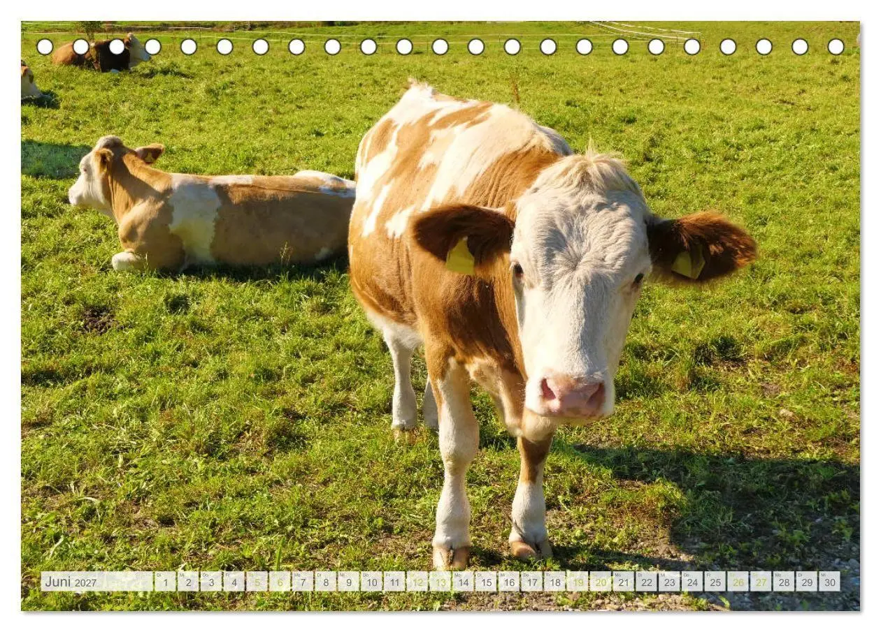 Bild: 9783569630147 | Wunderschönes Oberbayern (Tischkalender 2027 DIN A5 quer), CALVENDO...