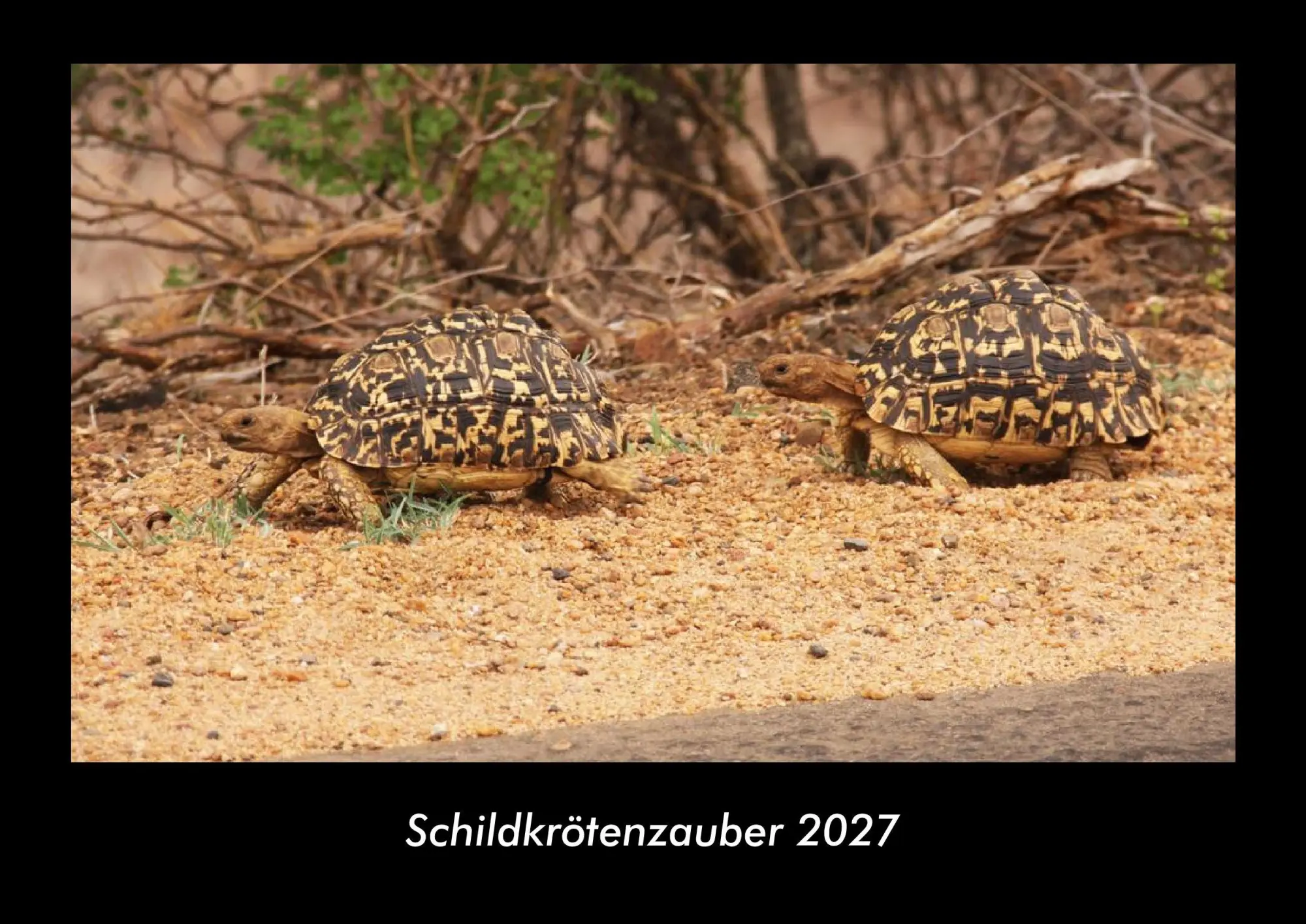 Cover: 9783695430147 | Schildkrötenzauber 2027 Fotokalender DIN A3 | Tobias Becker | Kalender