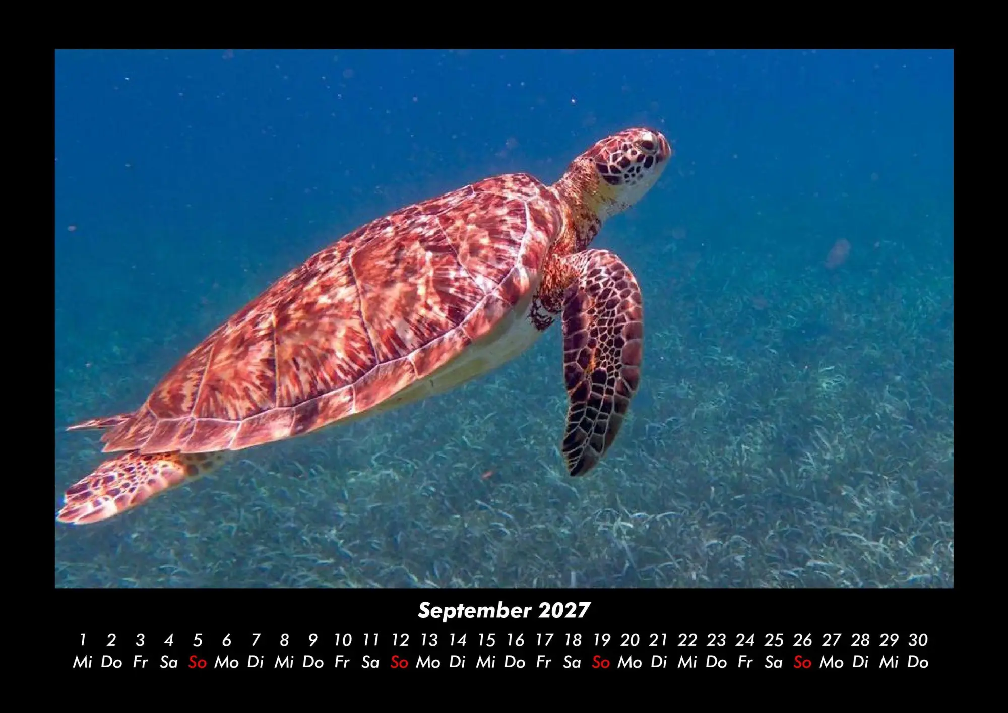 Bild: 9783695430147 | Schildkrötenzauber 2027 Fotokalender DIN A3 | Tobias Becker | Kalender