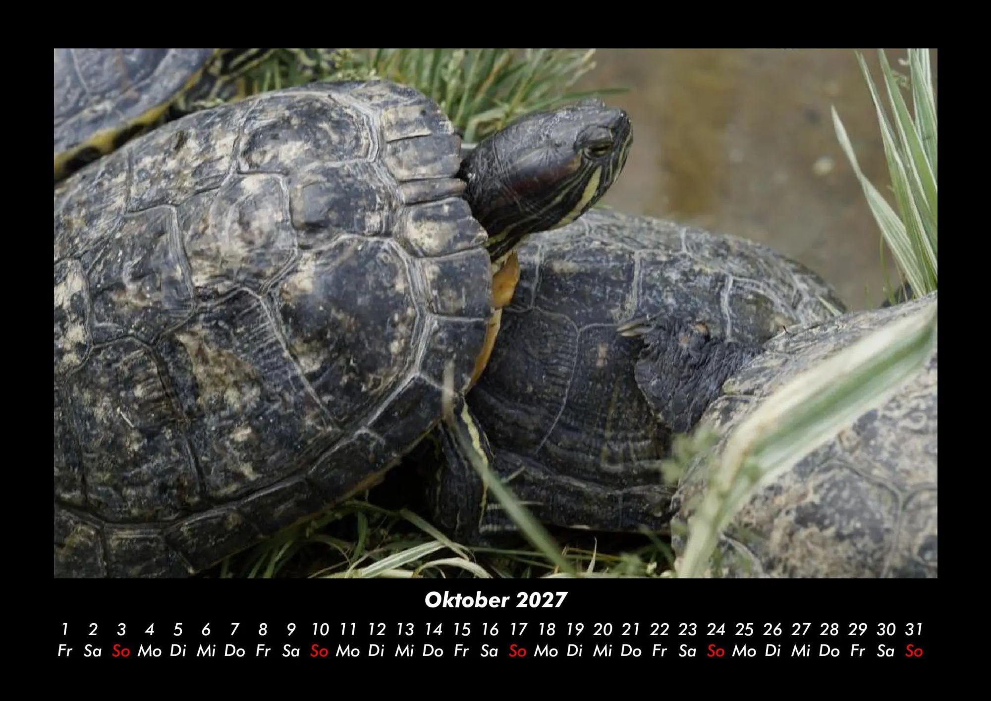 Bild: 9783695430147 | Schildkrötenzauber 2027 Fotokalender DIN A3 | Tobias Becker | Kalender