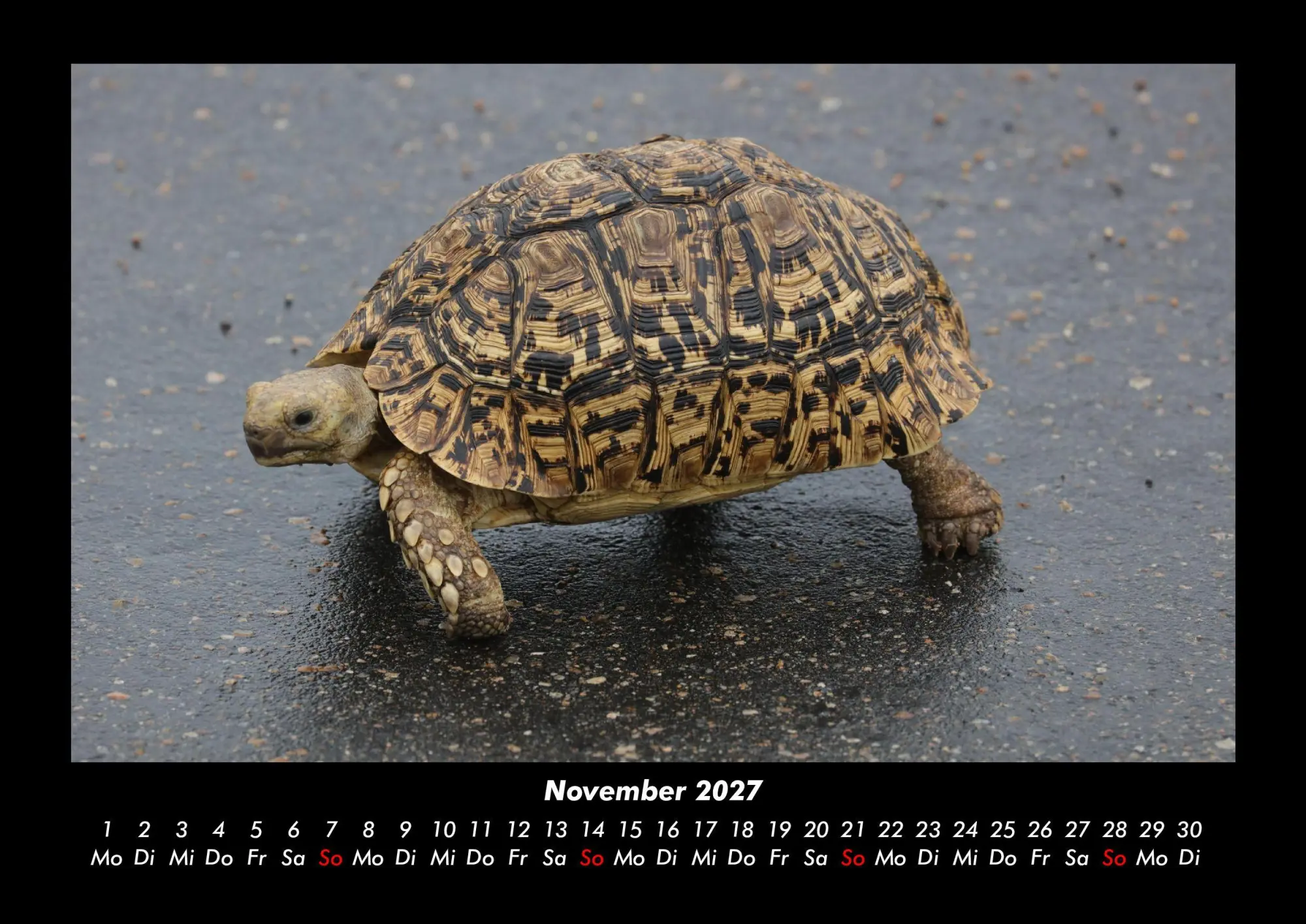 Bild: 9783695430147 | Schildkrötenzauber 2027 Fotokalender DIN A3 | Tobias Becker | Kalender