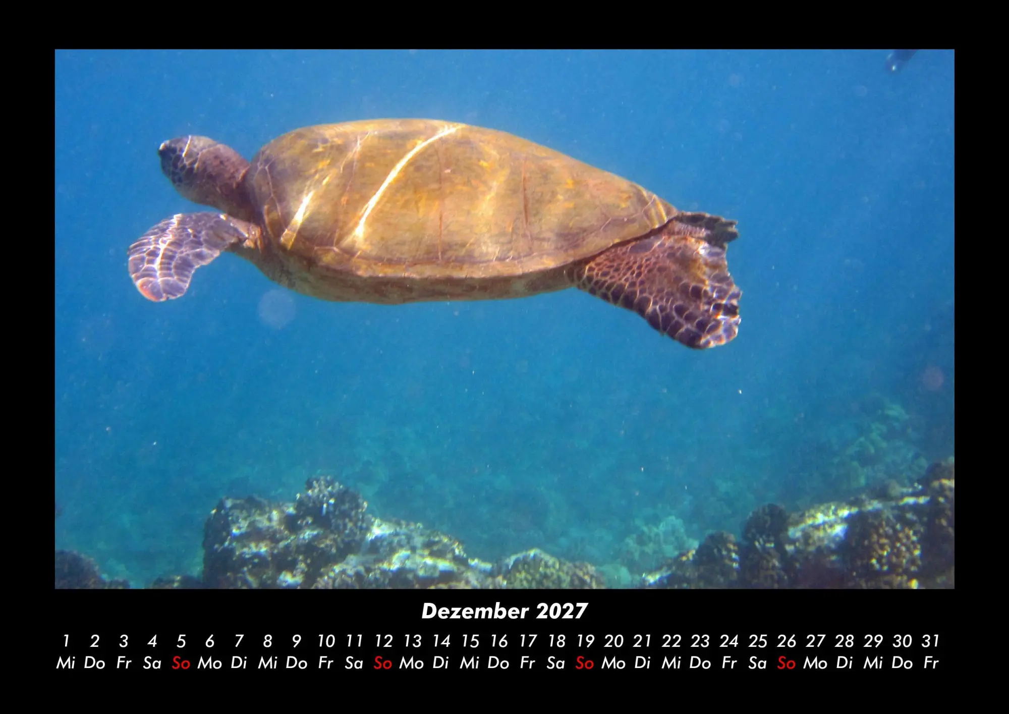 Bild: 9783695430147 | Schildkrötenzauber 2027 Fotokalender DIN A3 | Tobias Becker | Kalender