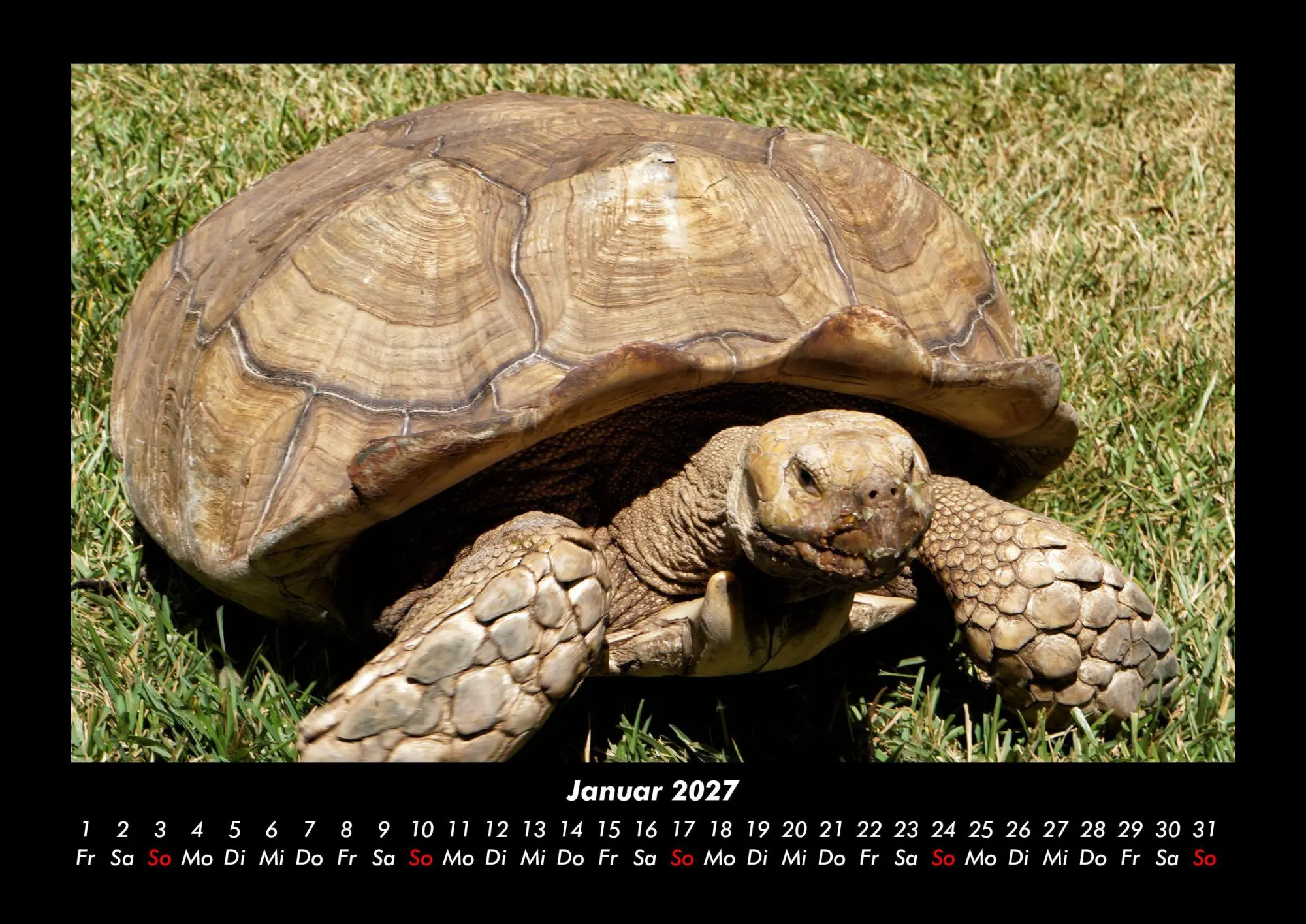 Bild: 9783695430147 | Schildkrötenzauber 2027 Fotokalender DIN A3 | Tobias Becker | Kalender