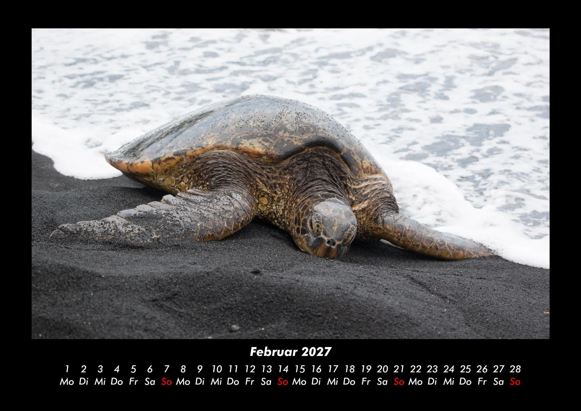 Bild: 9783695430147 | Schildkrötenzauber 2027 Fotokalender DIN A3 | Tobias Becker | Kalender