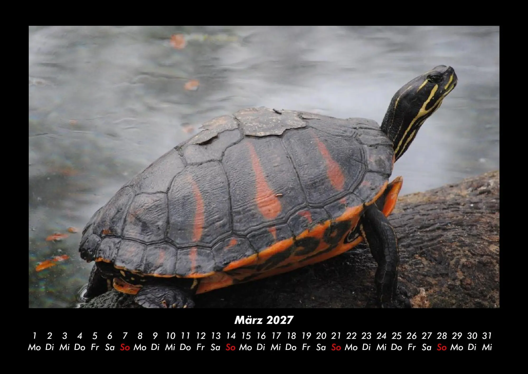 Bild: 9783695430147 | Schildkrötenzauber 2027 Fotokalender DIN A3 | Tobias Becker | Kalender