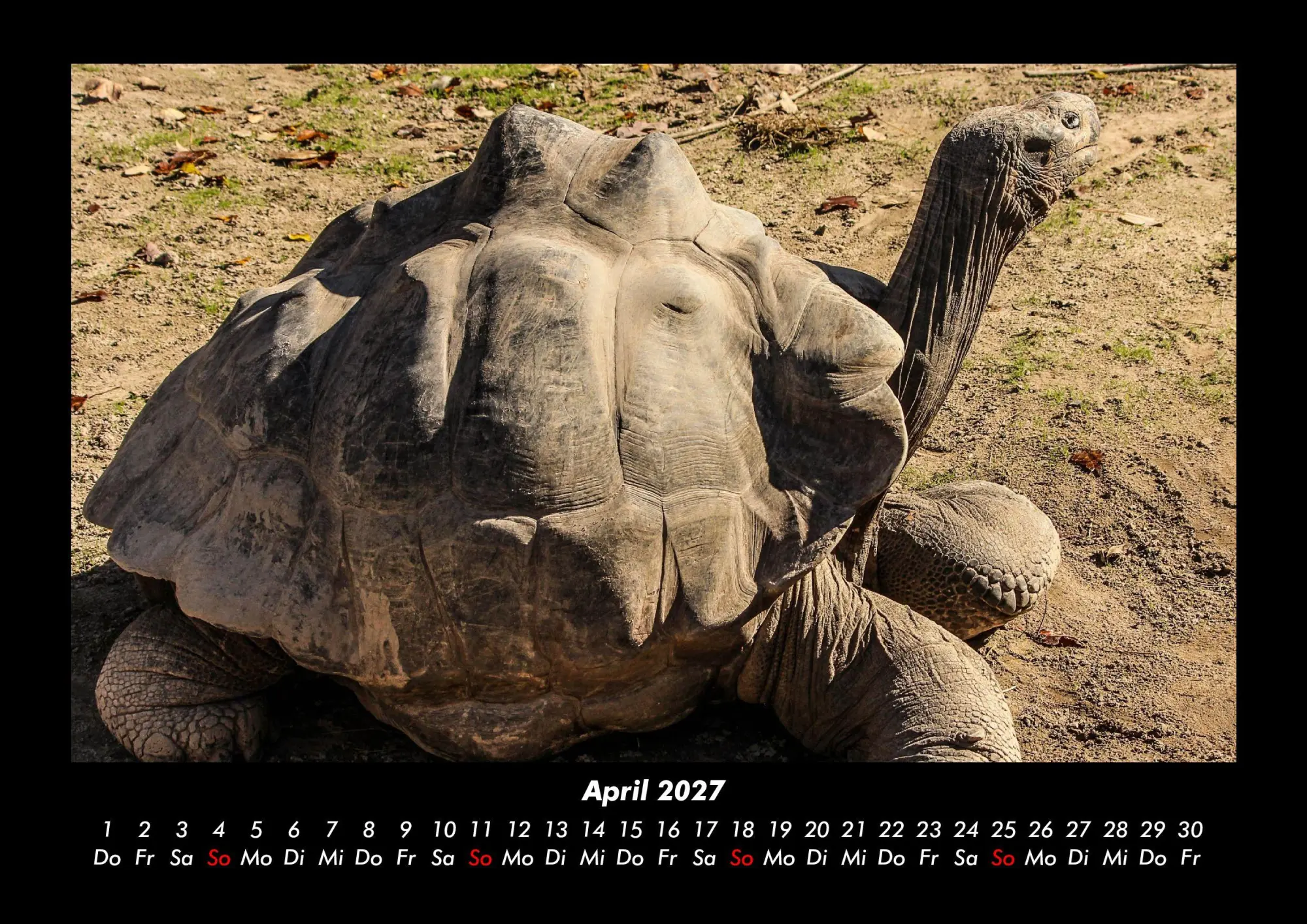 Bild: 9783695430147 | Schildkrötenzauber 2027 Fotokalender DIN A3 | Tobias Becker | Kalender