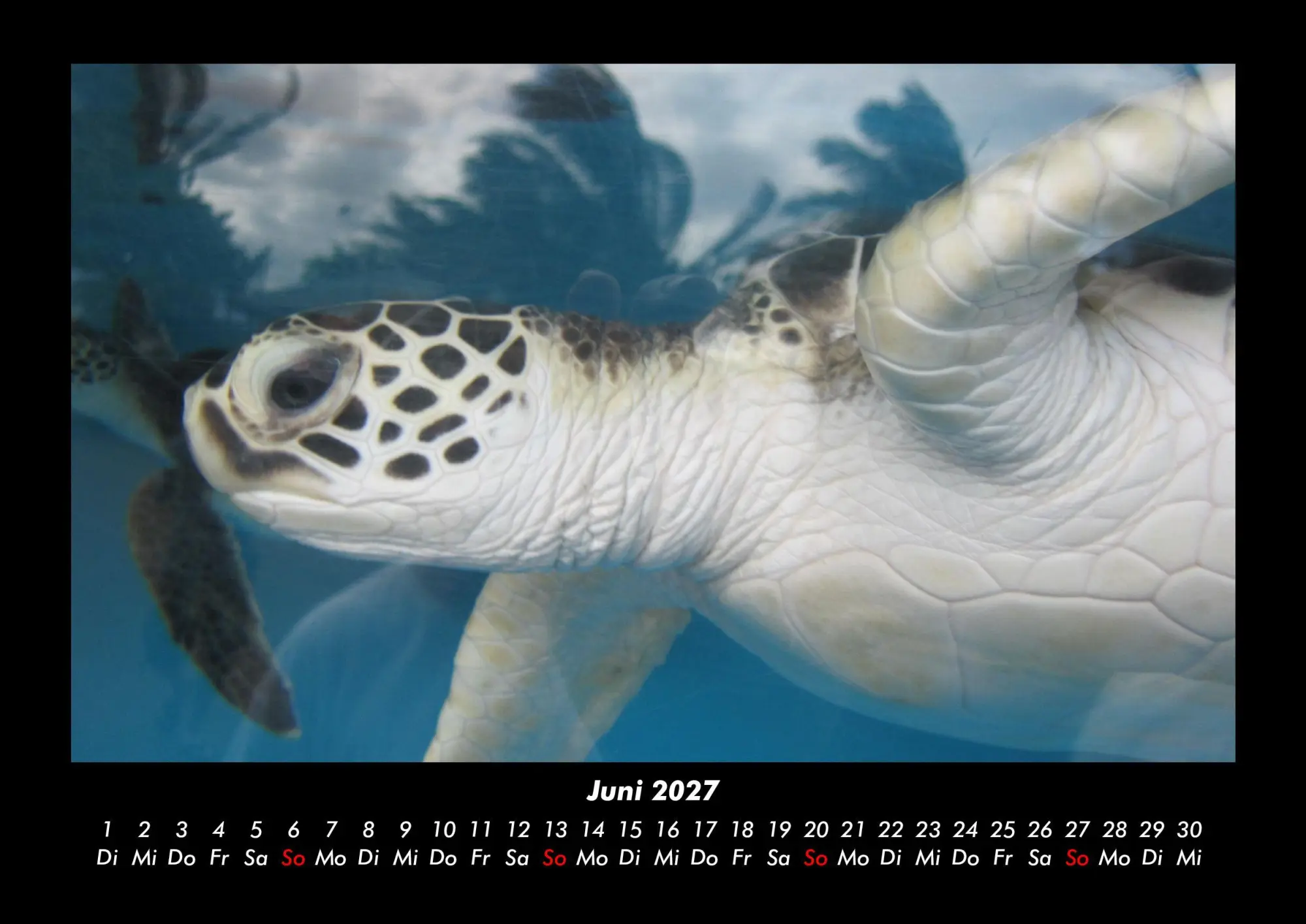 Bild: 9783695430147 | Schildkrötenzauber 2027 Fotokalender DIN A3 | Tobias Becker | Kalender