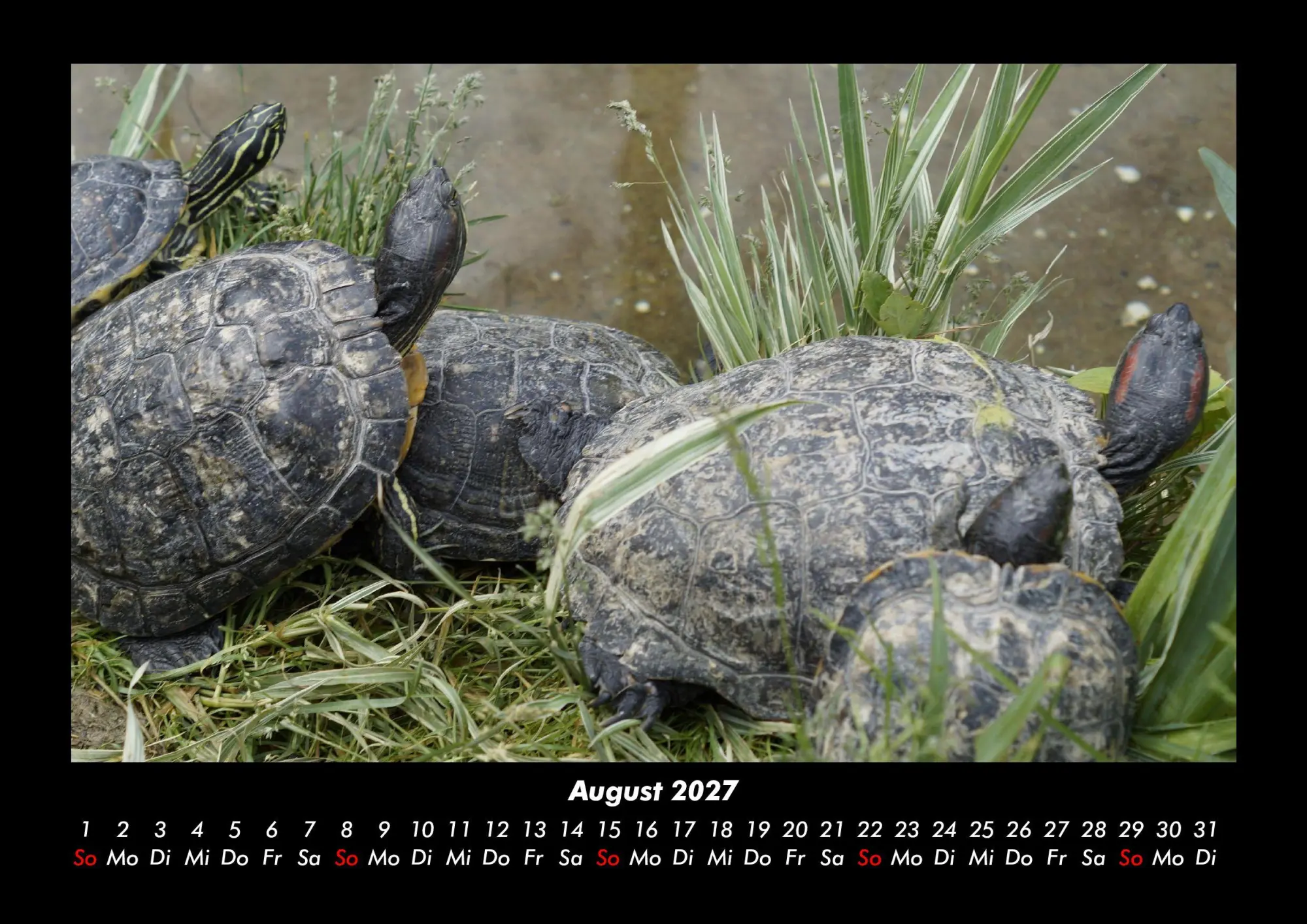 Bild: 9783695430147 | Schildkrötenzauber 2027 Fotokalender DIN A3 | Tobias Becker | Kalender