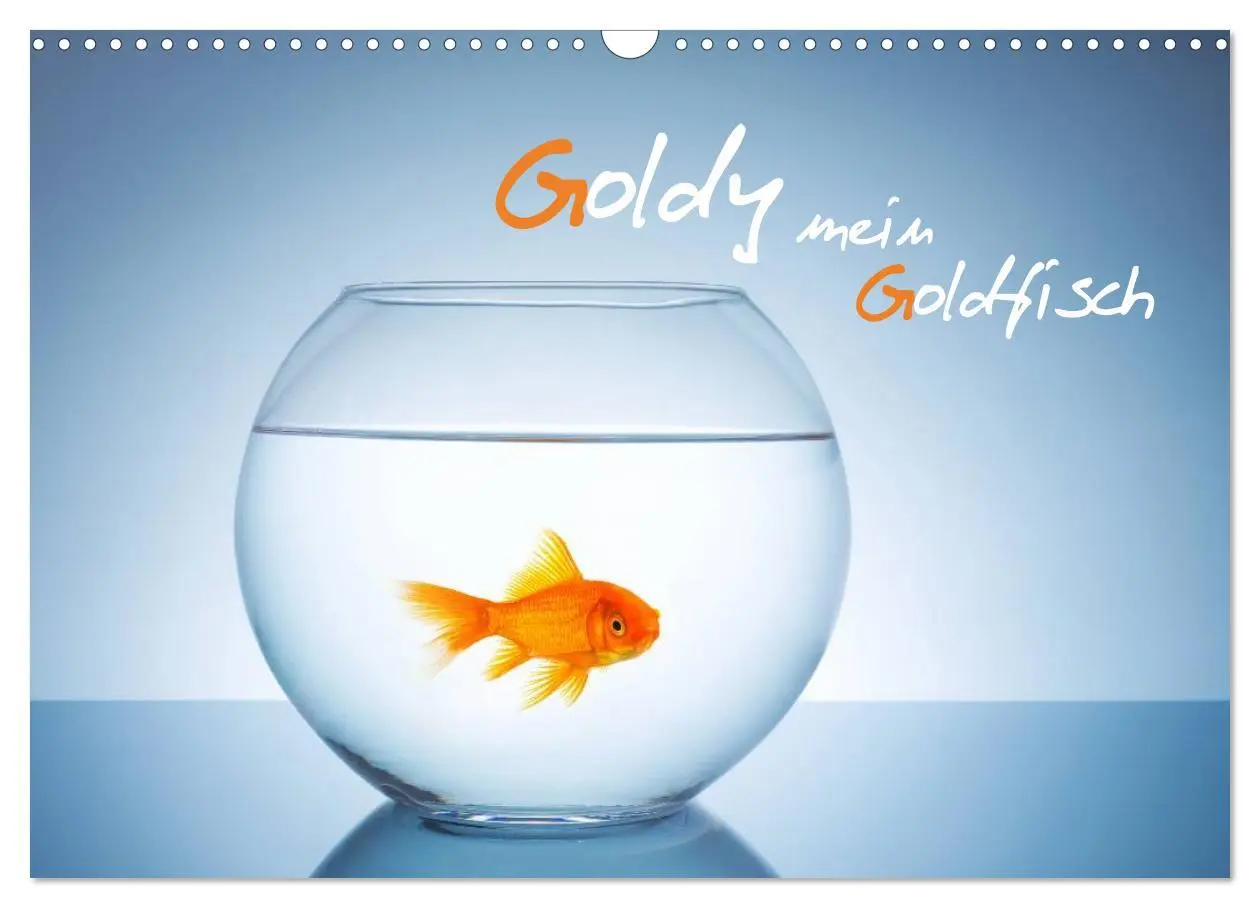 Cover: 9783457990247 | Goldy - mein Goldfisch (Wandkalender 2026 DIN A3 quer), CALVENDO...