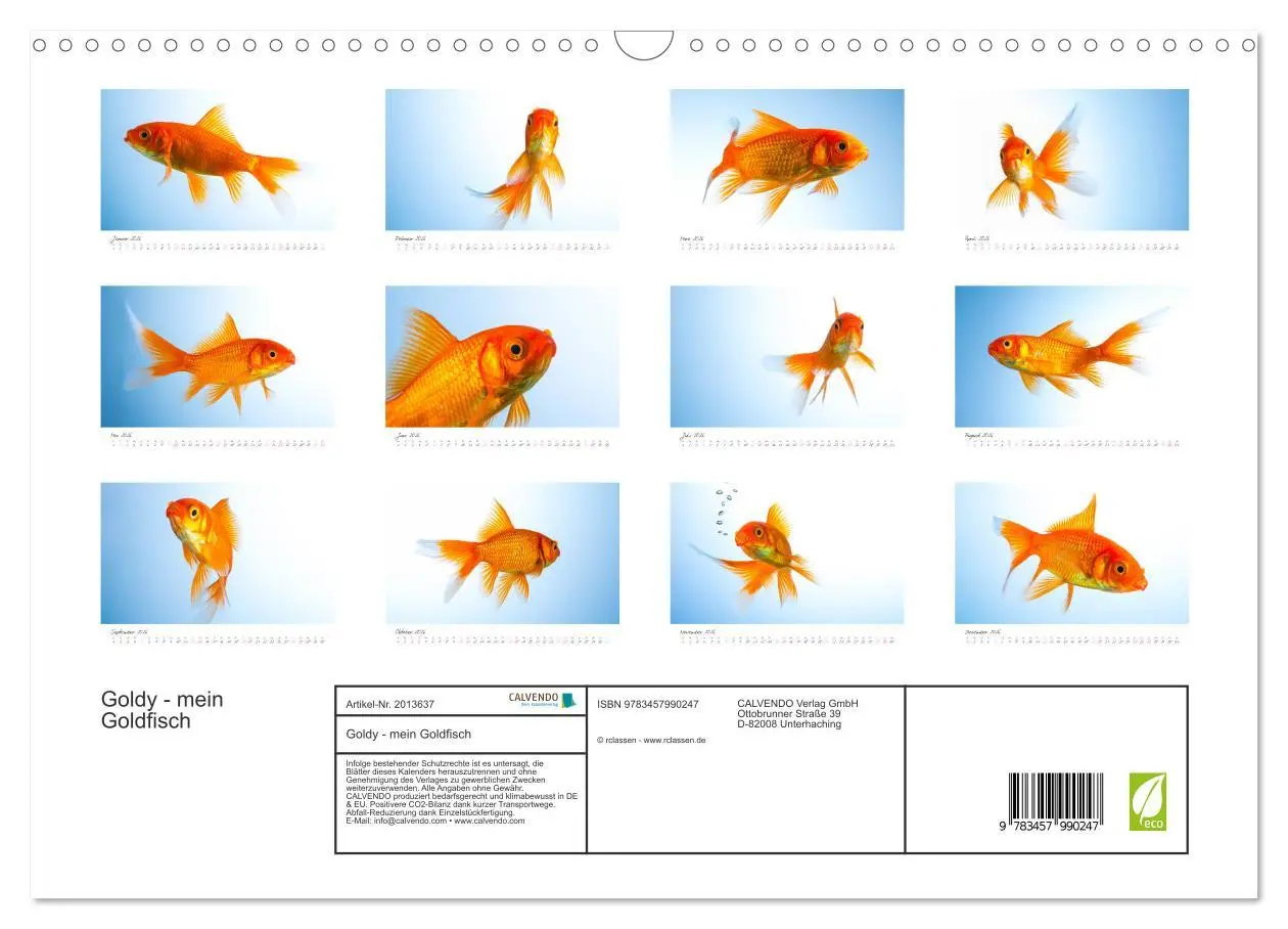 Bild: 9783457990247 | Goldy - mein Goldfisch (Wandkalender 2026 DIN A3 quer), CALVENDO...