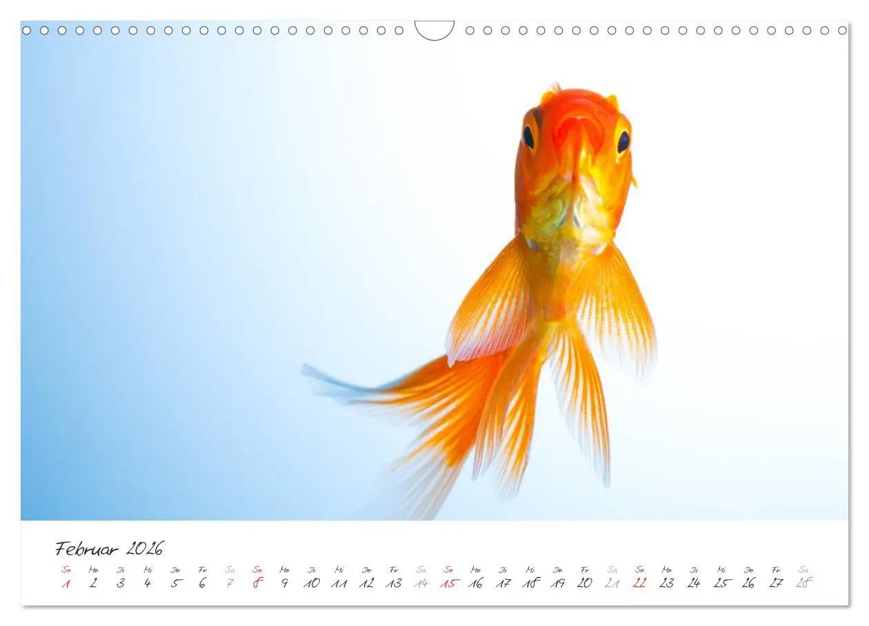 Bild: 9783457990247 | Goldy - mein Goldfisch (Wandkalender 2026 DIN A3 quer), CALVENDO...