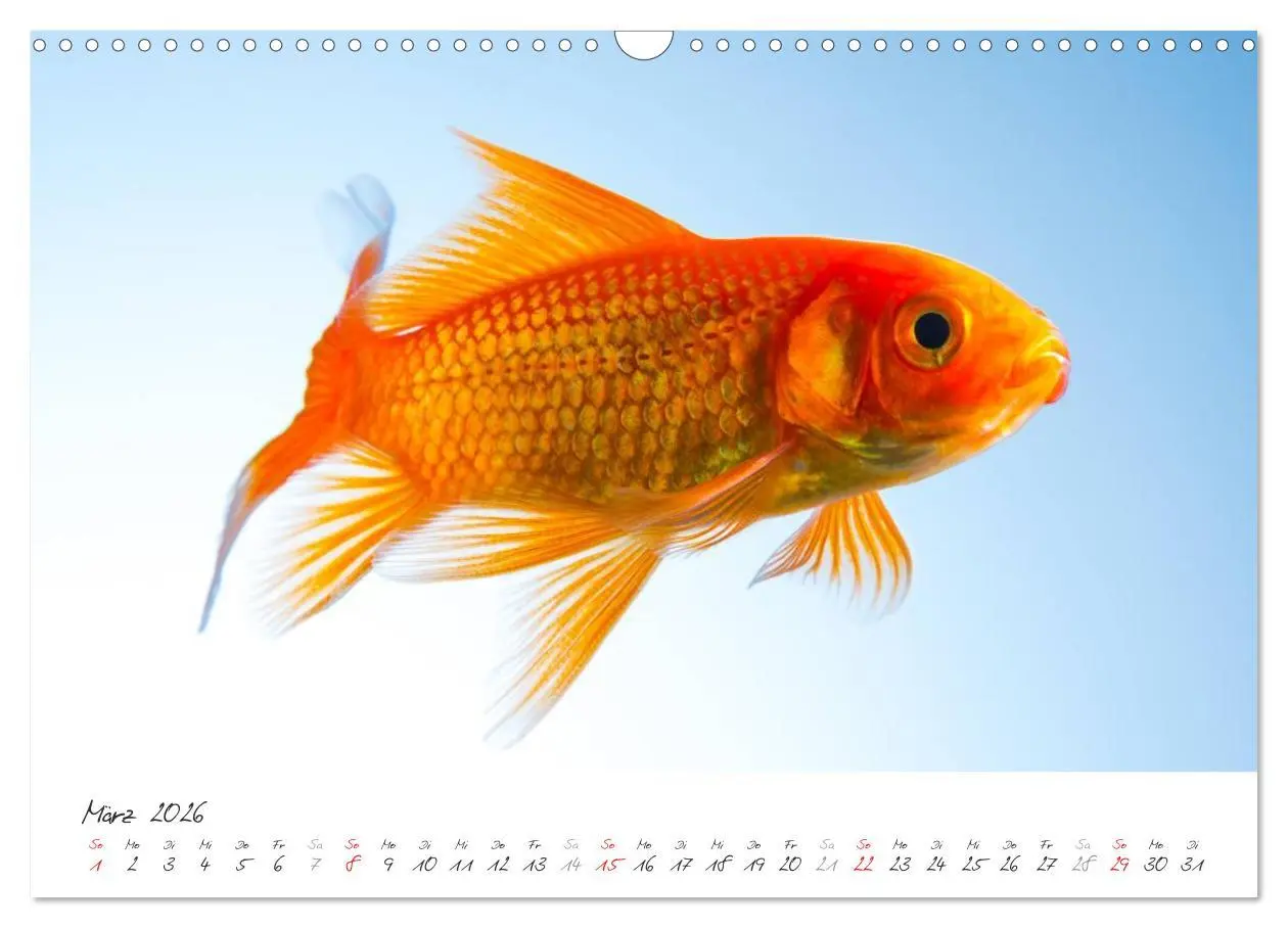 Bild: 9783457990247 | Goldy - mein Goldfisch (Wandkalender 2026 DIN A3 quer), CALVENDO...