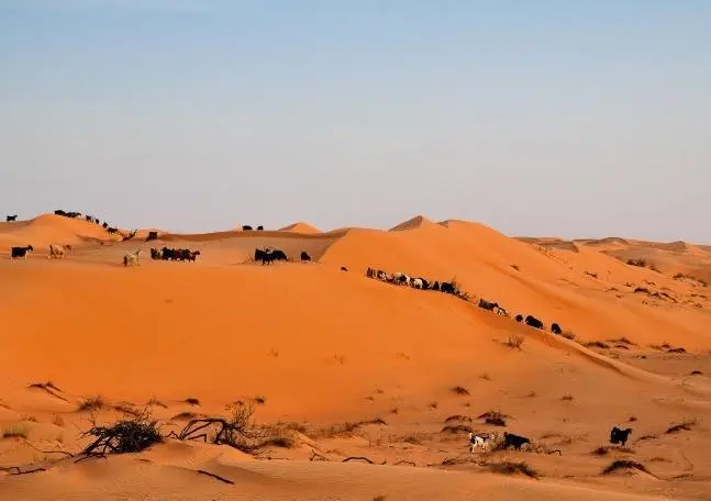Bild: 9783660220247 | Zauber des Oman (Tischaufsteller DIN A5 quer) | Jürgen Wöhlke