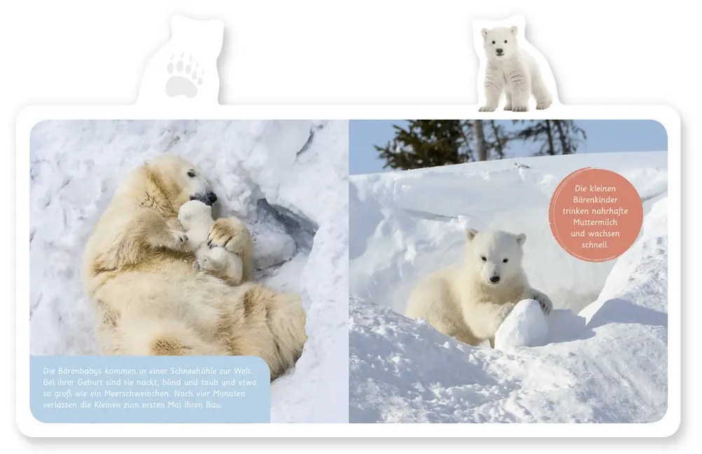 Bild: 9783946360247 | Mein kleines Tier-Lexikon - Der Eisbär | Hannah Kastenhuber | Buch