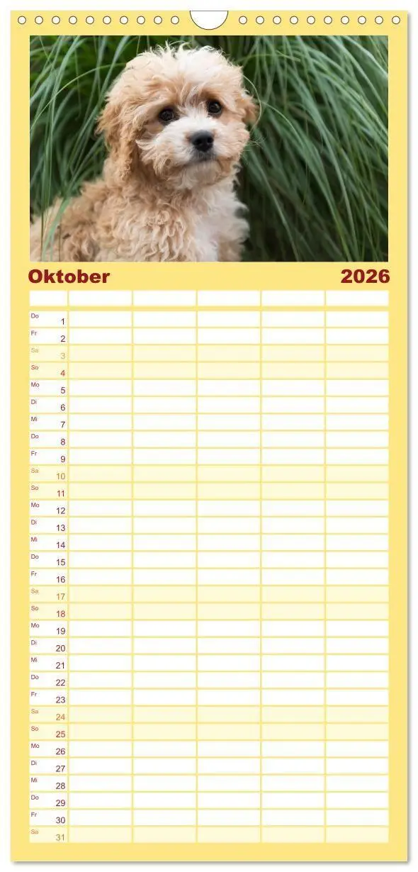 Bild: 9783516690347 | Familienplaner 2026 - Maltipoo - Malteser -Pudel mit 5 Spalten...