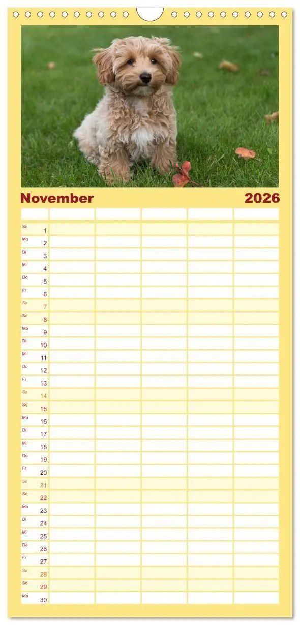 Bild: 9783516690347 | Familienplaner 2026 - Maltipoo - Malteser -Pudel mit 5 Spalten...