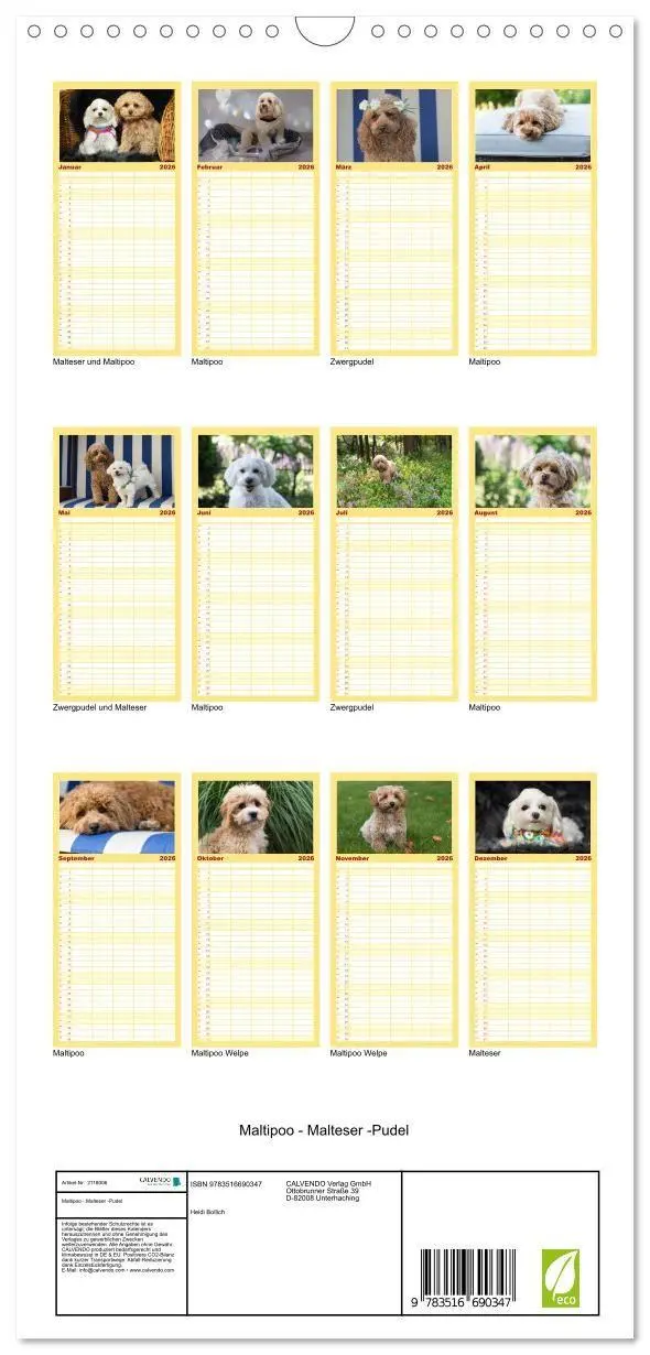 Bild: 9783516690347 | Familienplaner 2026 - Maltipoo - Malteser -Pudel mit 5 Spalten...