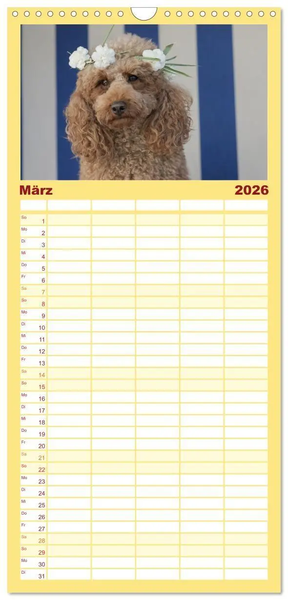 Bild: 9783516690347 | Familienplaner 2026 - Maltipoo - Malteser -Pudel mit 5 Spalten...