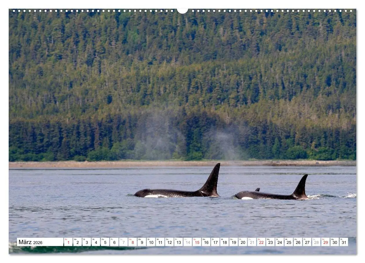 Bild: 9783516060447 | Alaska - Lockruf der Wildnis (Wandkalender 2026 DIN A2 quer),...