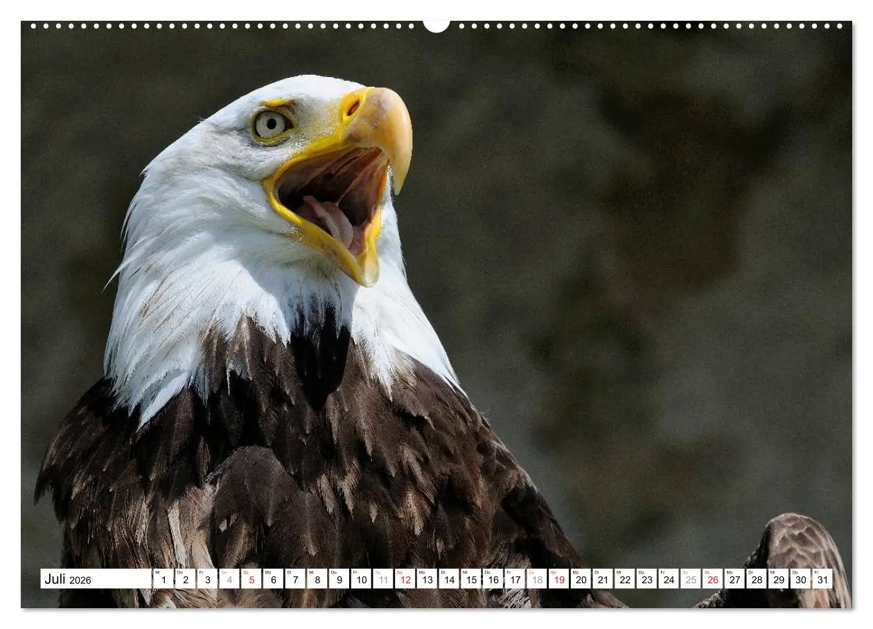 Bild: 9783516060447 | Alaska - Lockruf der Wildnis (Wandkalender 2026 DIN A2 quer),...
