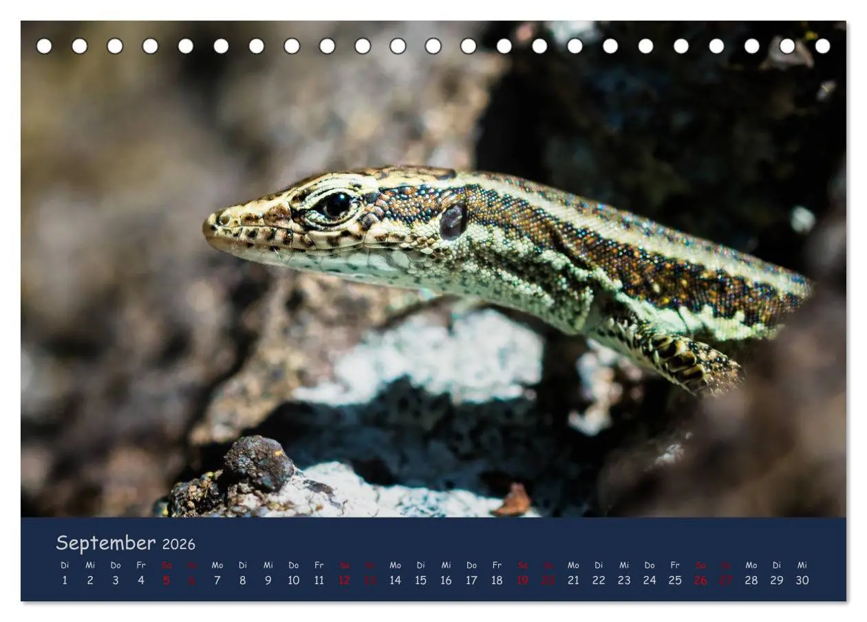 Bild: 9783457890547 | Naturwunder Madeira (Tischkalender 2026 DIN A5 quer), CALVENDO...