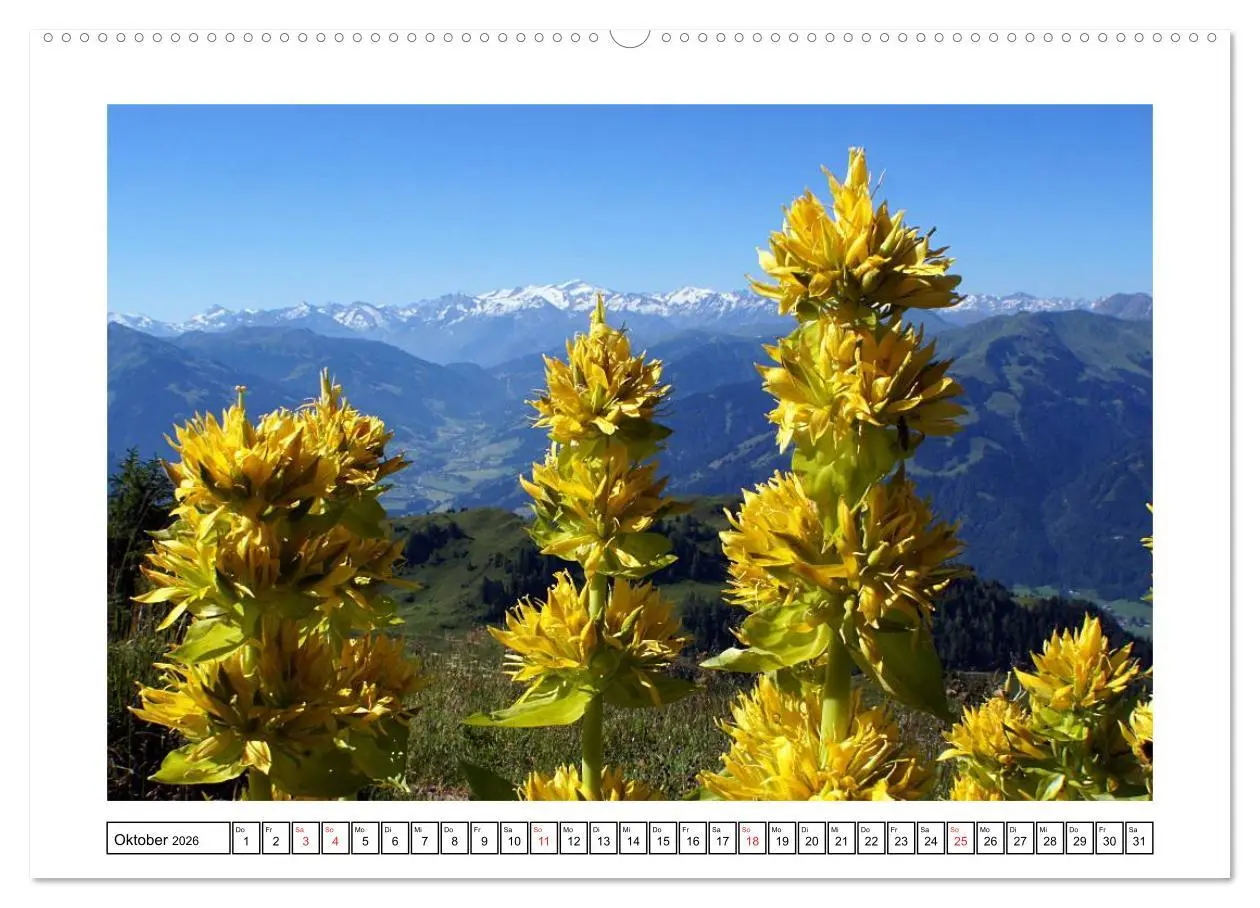 Bild: 9783516050547 | Alpenblumen. Bunte Welt in luftiger Höhe (Wandkalender 2026 DIN A2...