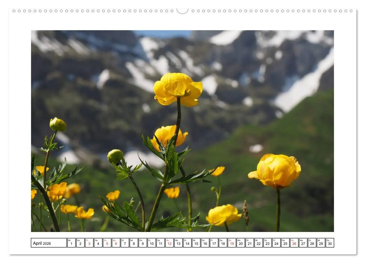 Bild: 9783516050547 | Alpenblumen. Bunte Welt in luftiger Höhe (Wandkalender 2026 DIN A2...