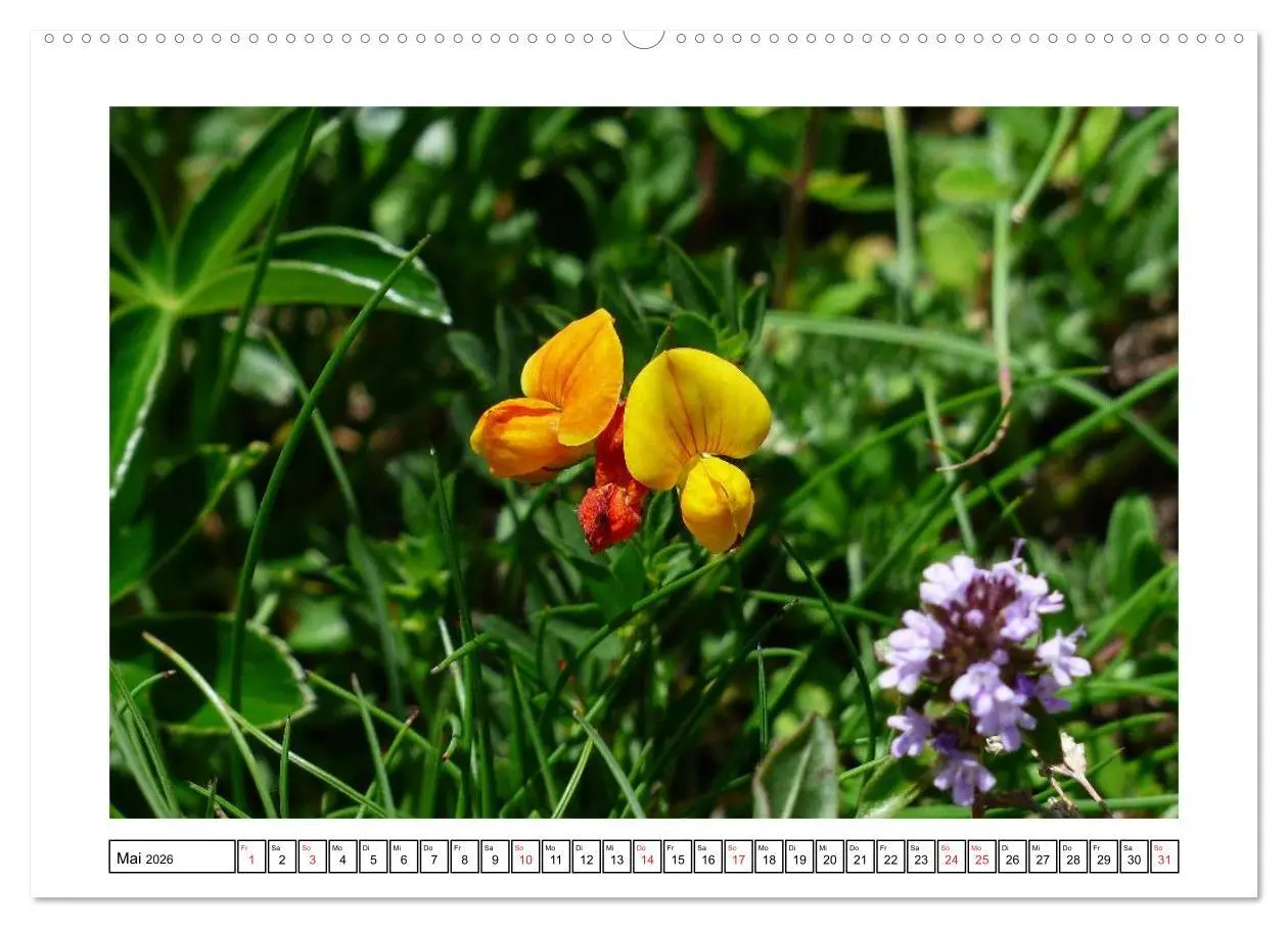 Bild: 9783516050547 | Alpenblumen. Bunte Welt in luftiger Höhe (Wandkalender 2026 DIN A2...