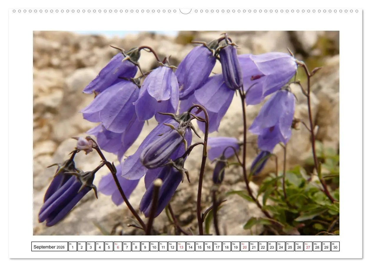 Bild: 9783516050547 | Alpenblumen. Bunte Welt in luftiger Höhe (Wandkalender 2026 DIN A2...