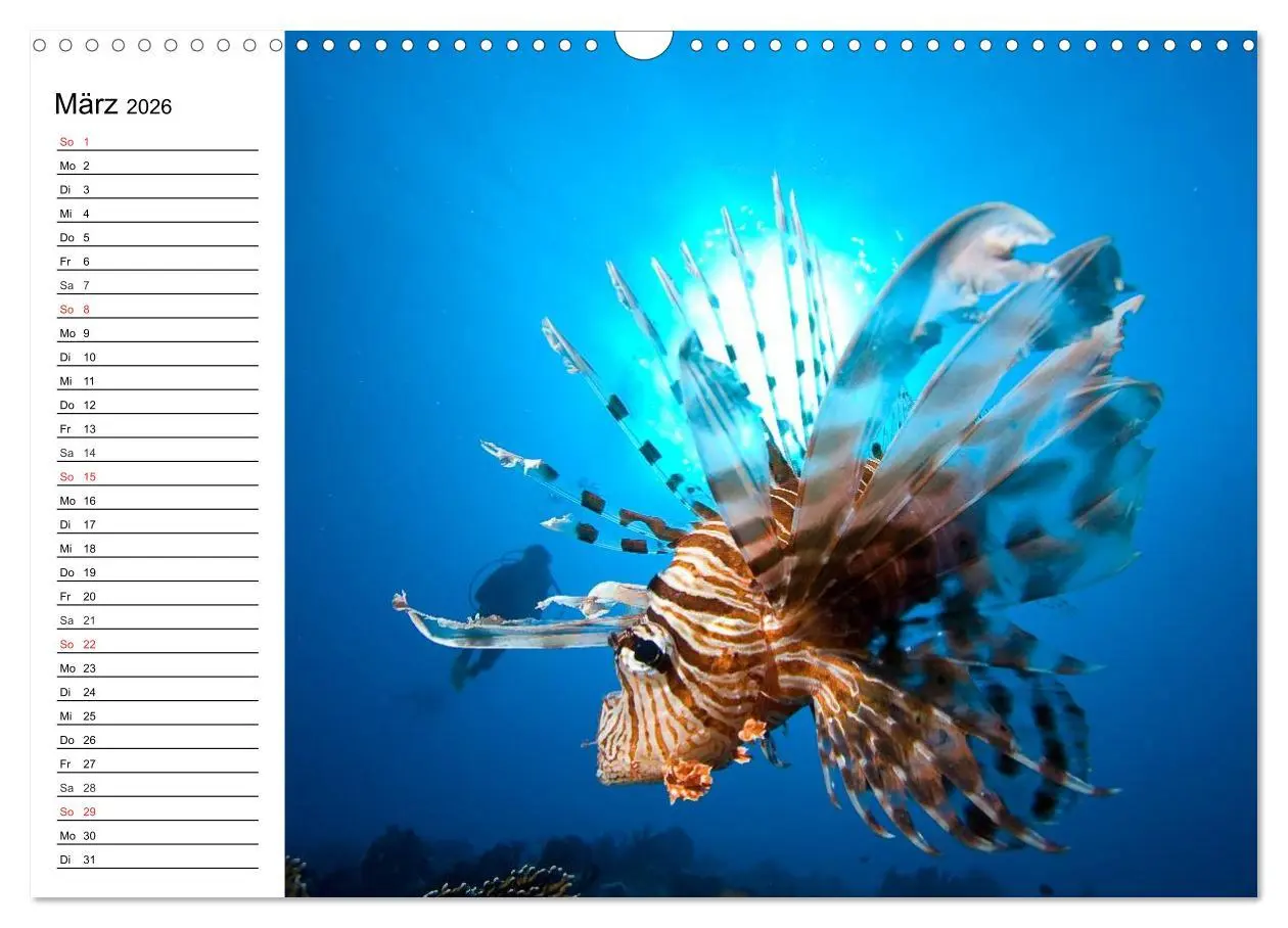 Bild: 9783516120547 | Tauchen - Abenteuer in Neptuns Wunderwelt (Wandkalender 2026 DIN A3...