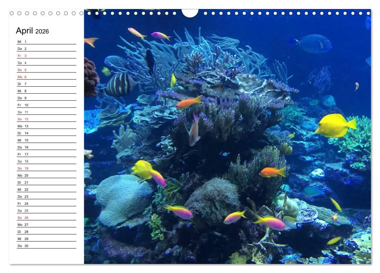 Bild: 9783516120547 | Tauchen - Abenteuer in Neptuns Wunderwelt (Wandkalender 2026 DIN A3...