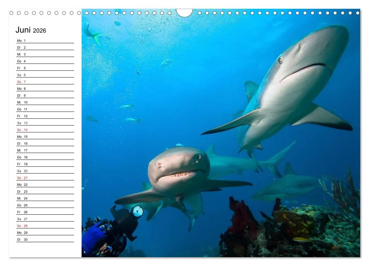 Bild: 9783516120547 | Tauchen - Abenteuer in Neptuns Wunderwelt (Wandkalender 2026 DIN A3...