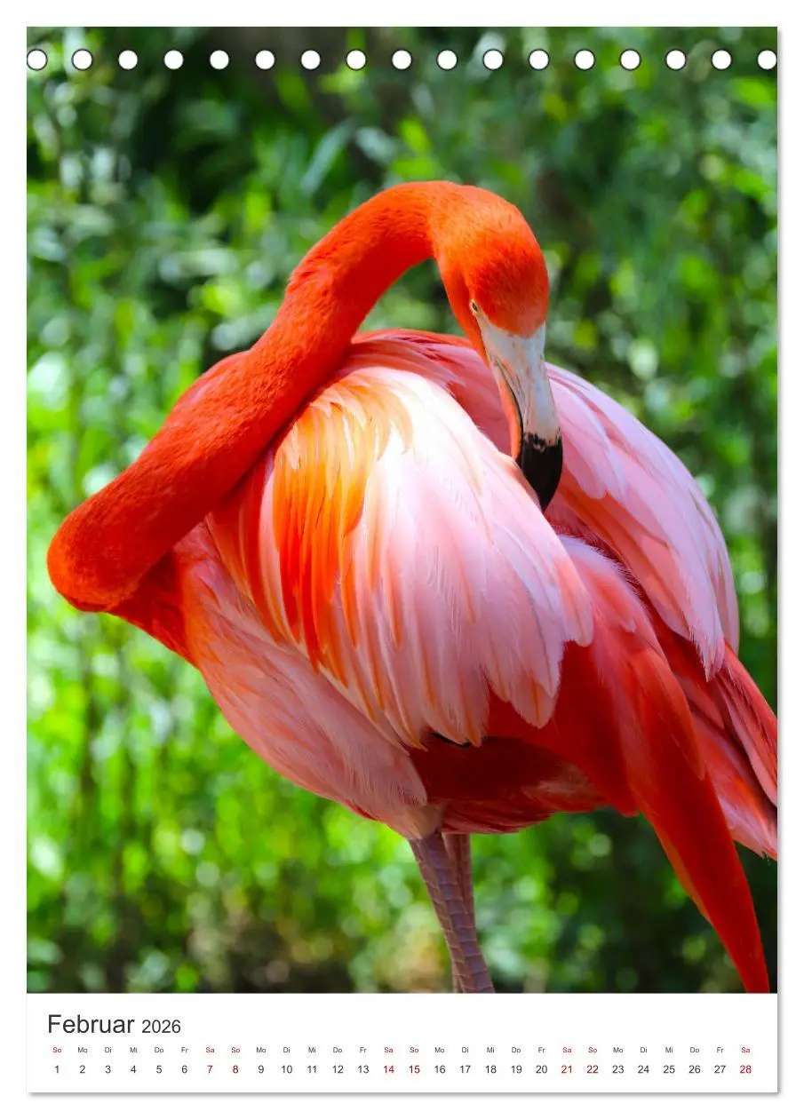 Bild: 9783516350647 | Flamingos in rosa Federpracht. (Tischkalender 2026 DIN A5 hoch),...