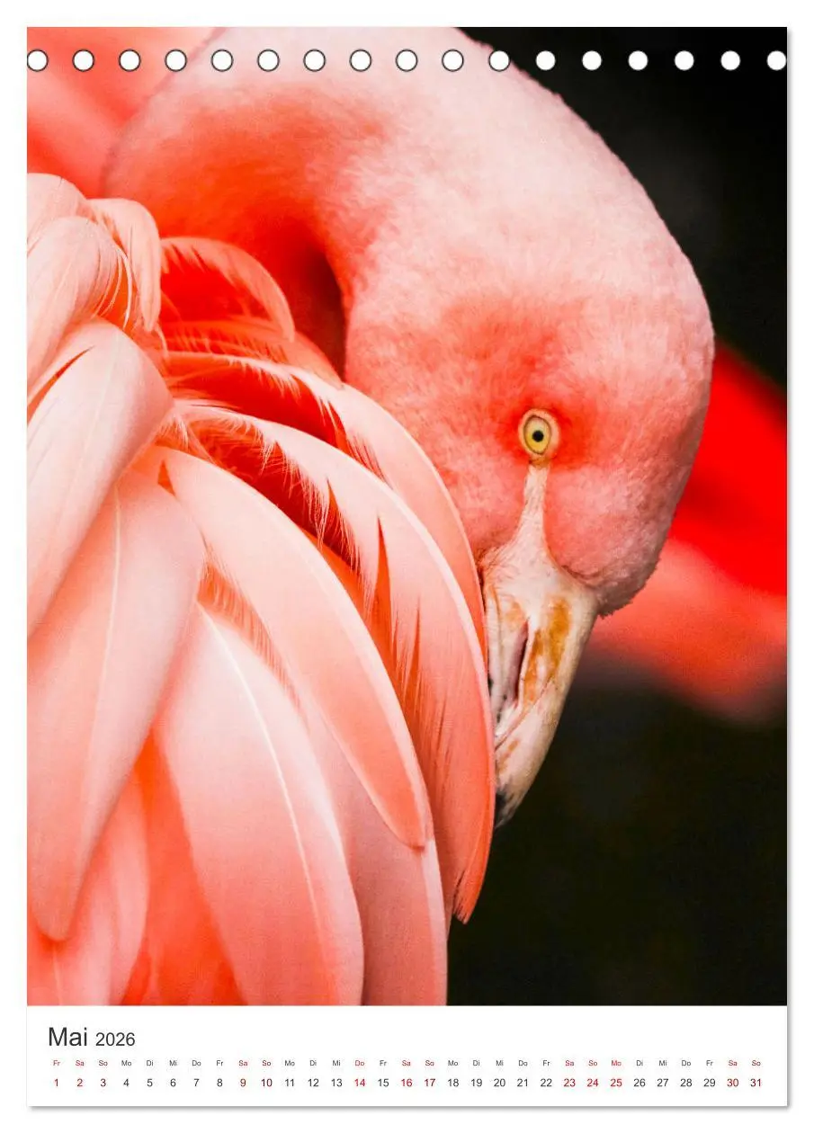 Bild: 9783516350647 | Flamingos in rosa Federpracht. (Tischkalender 2026 DIN A5 hoch),...