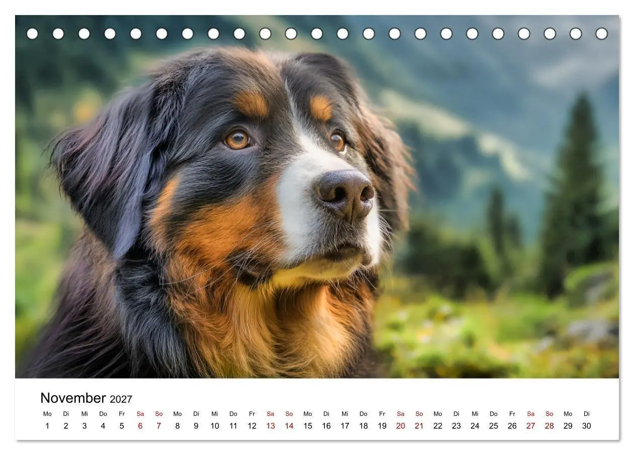 Bild: 9783516800647 | Stolz und Sanftmut - Berner Sennenhunde (Tischkalender 2027 DIN A5...