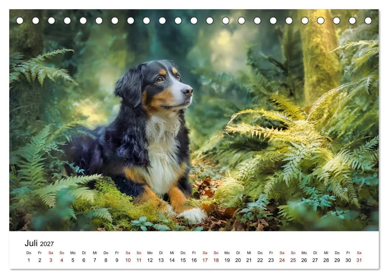 Bild: 9783516800647 | Stolz und Sanftmut - Berner Sennenhunde (Tischkalender 2027 DIN A5...