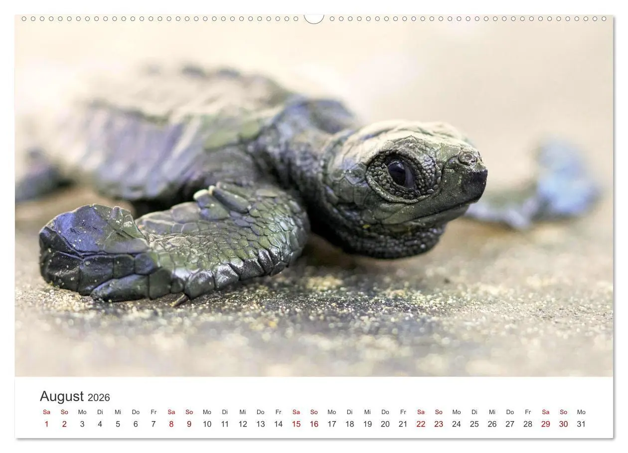 Bild: 9783457560747 | Nicaragua - Impressionen von Land und Tierwelt. (Wandkalender 2026...