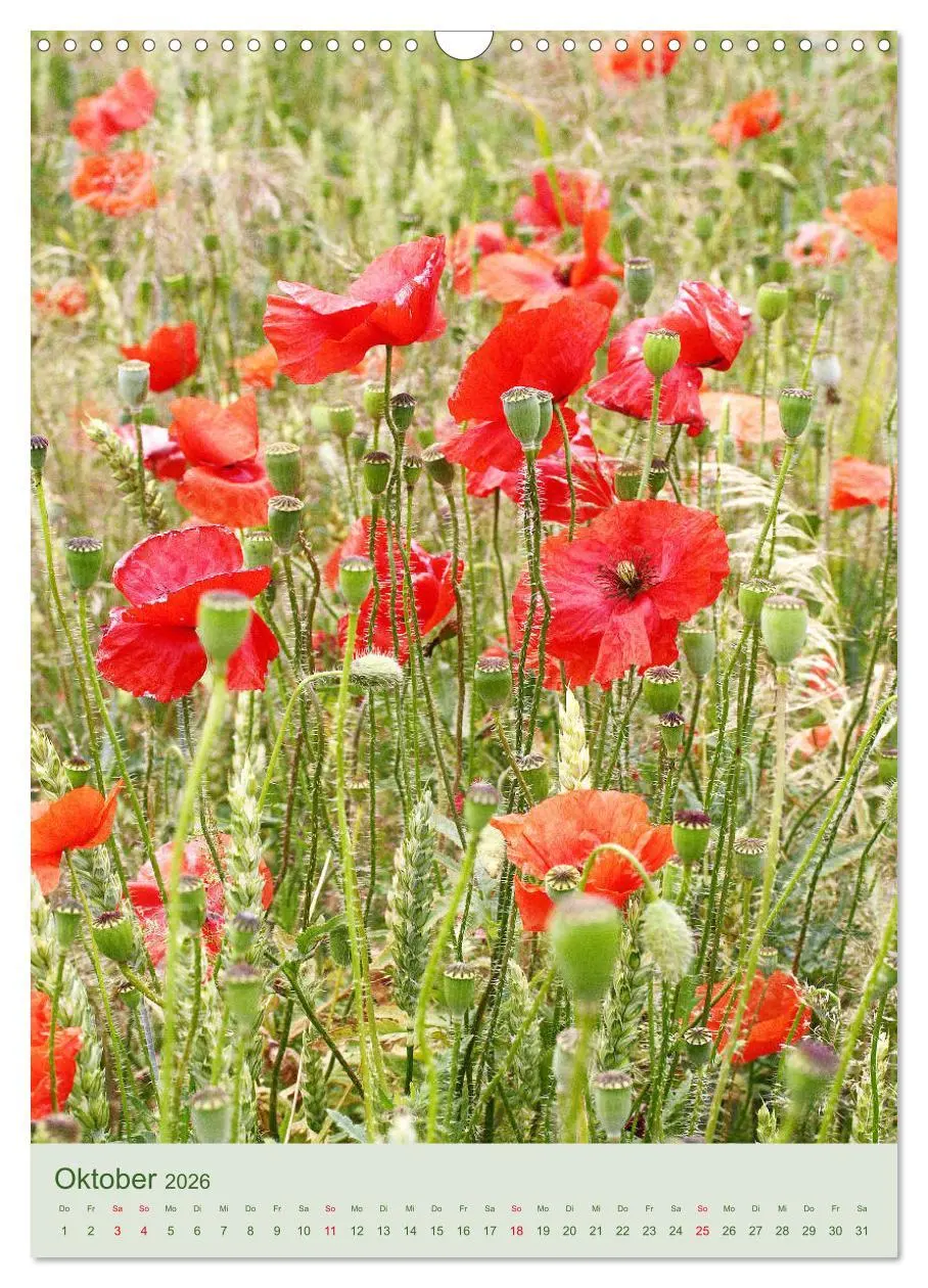 Bild: 9783516400847 | Mohn im Feld (Wandkalender 2026 DIN A3 hoch), CALVENDO Monatskalender