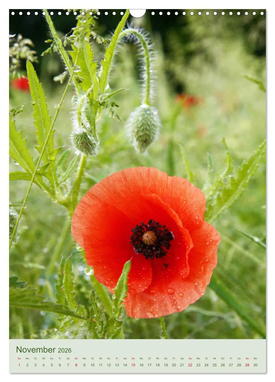 Bild: 9783516400847 | Mohn im Feld (Wandkalender 2026 DIN A3 hoch), CALVENDO Monatskalender