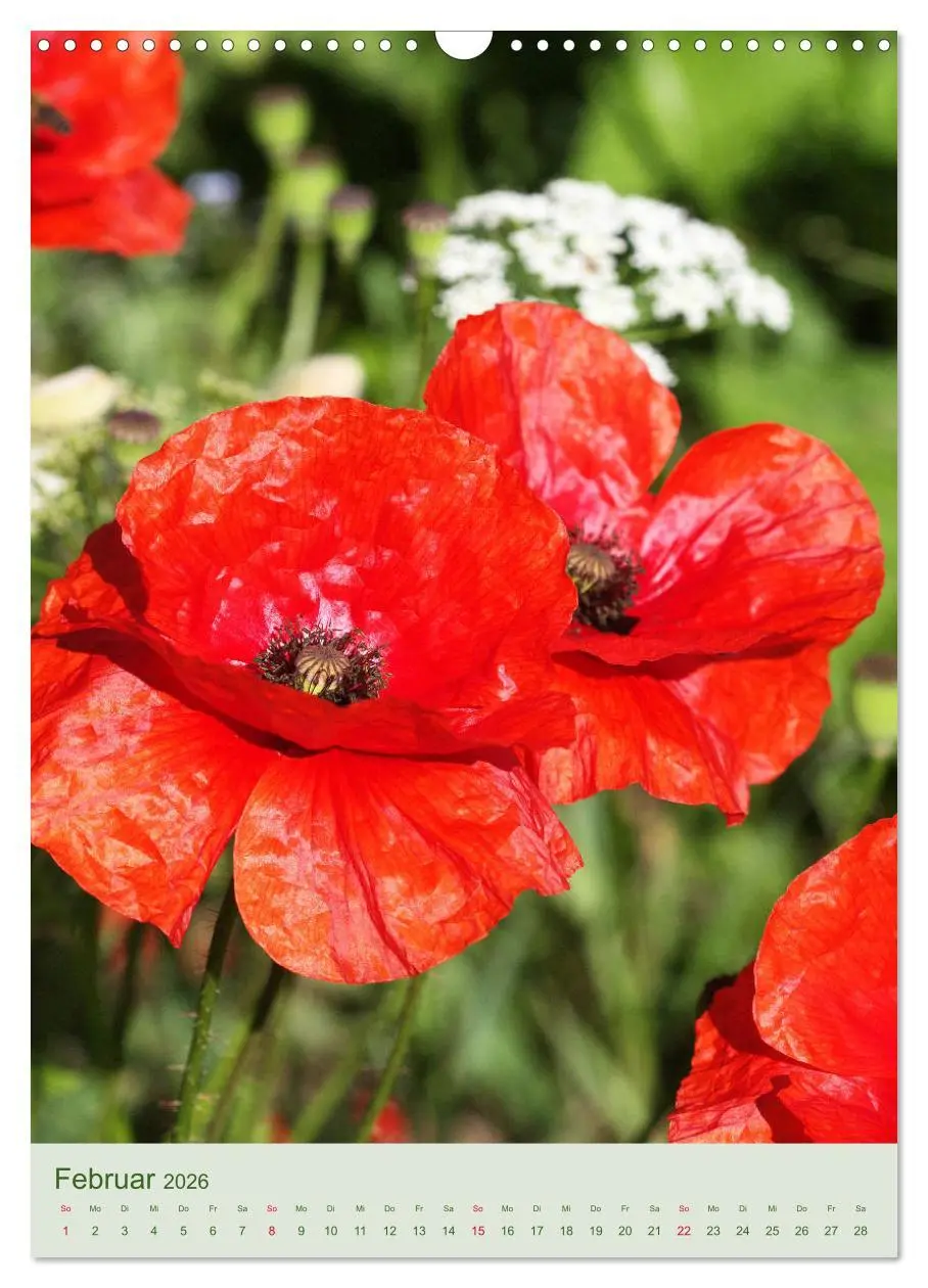 Bild: 9783516400847 | Mohn im Feld (Wandkalender 2026 DIN A3 hoch), CALVENDO Monatskalender