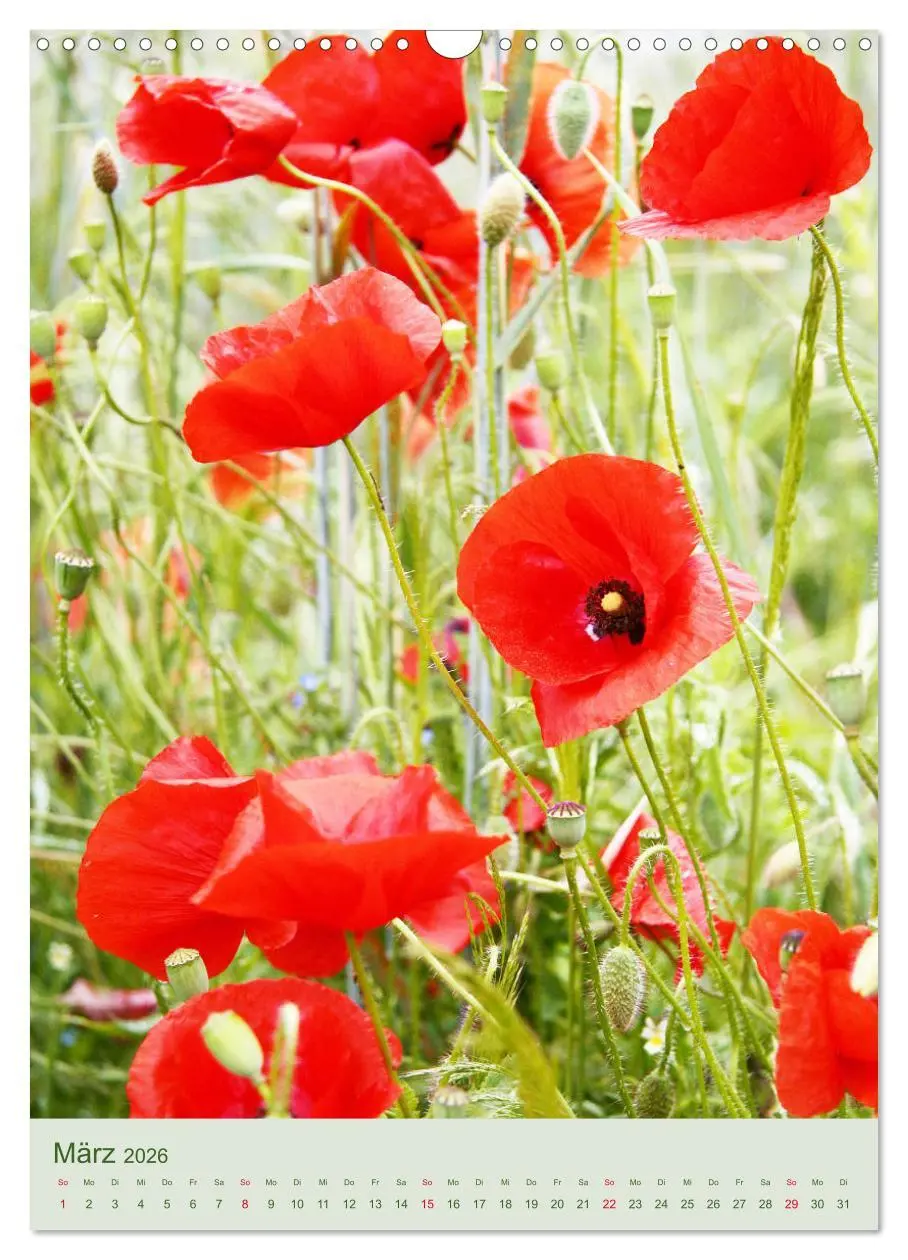 Bild: 9783516400847 | Mohn im Feld (Wandkalender 2026 DIN A3 hoch), CALVENDO Monatskalender