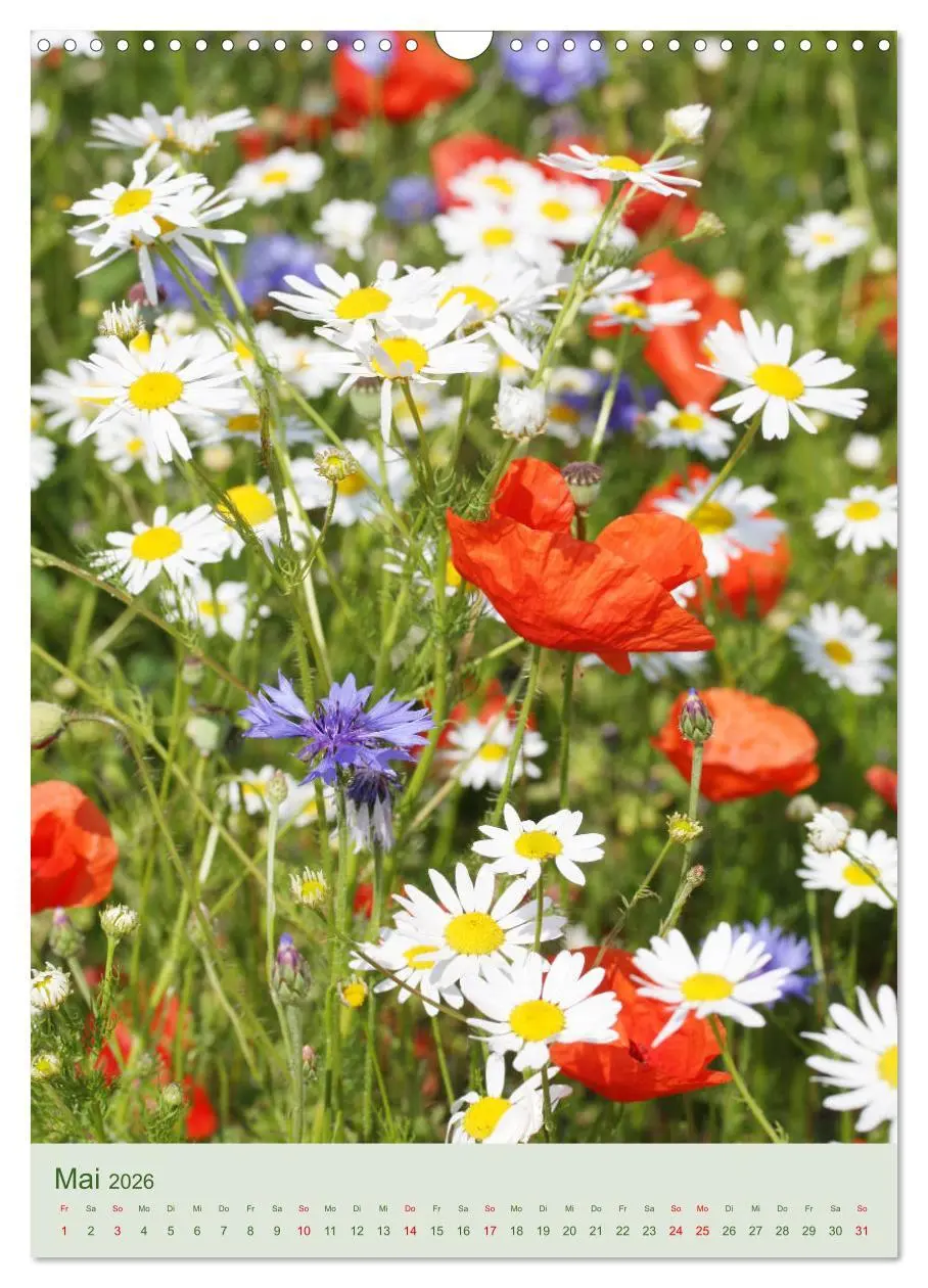 Bild: 9783516400847 | Mohn im Feld (Wandkalender 2026 DIN A3 hoch), CALVENDO Monatskalender