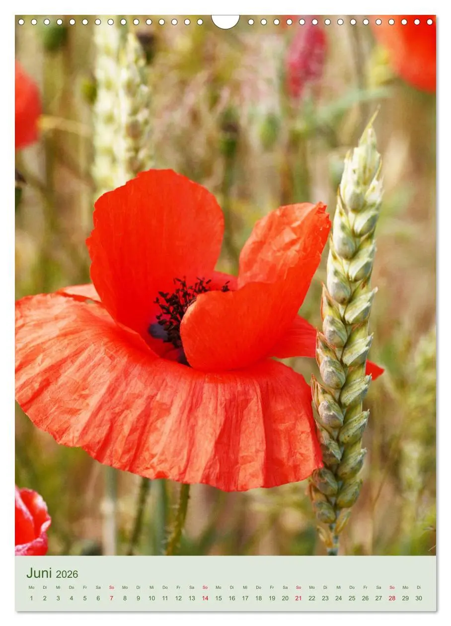 Bild: 9783516400847 | Mohn im Feld (Wandkalender 2026 DIN A3 hoch), CALVENDO Monatskalender