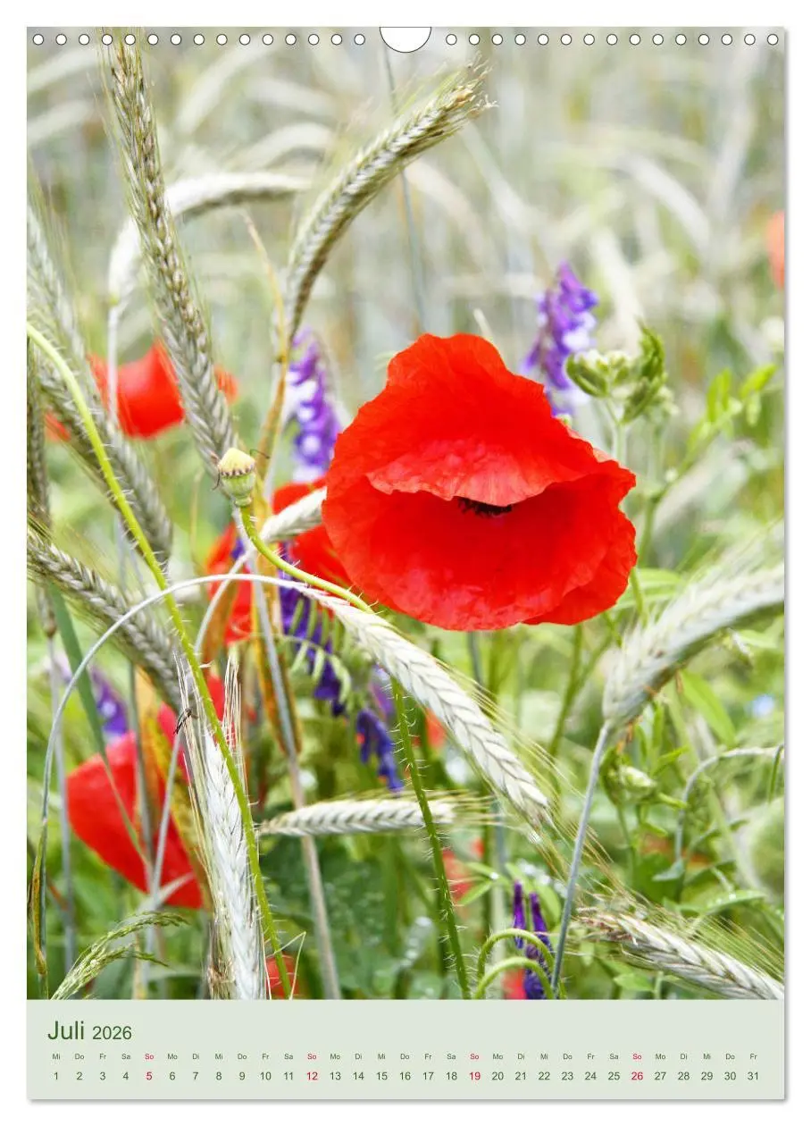 Bild: 9783516400847 | Mohn im Feld (Wandkalender 2026 DIN A3 hoch), CALVENDO Monatskalender