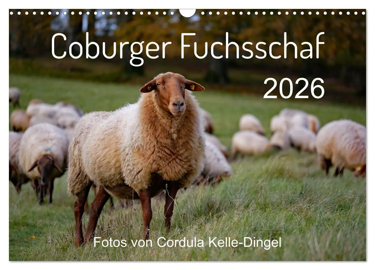 Cover: 9783457741047 | Coburger Fuchsschaf (Wandkalender 2026 DIN A3 quer), CALVENDO...