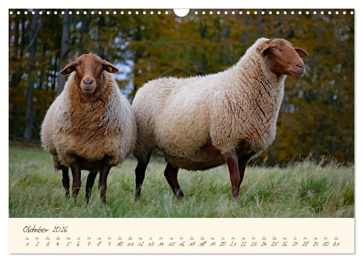 Bild: 9783457741047 | Coburger Fuchsschaf (Wandkalender 2026 DIN A3 quer), CALVENDO...