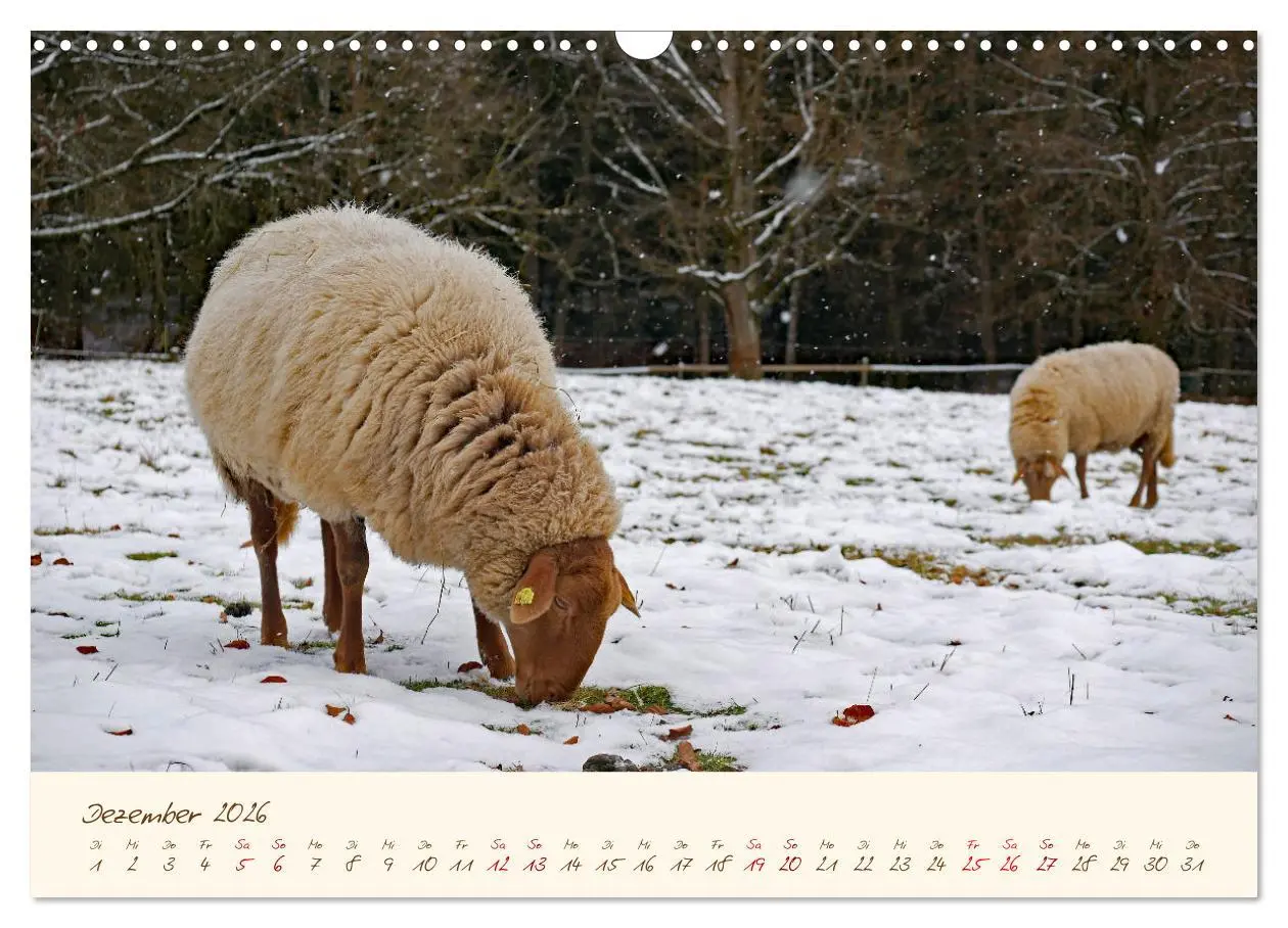 Bild: 9783457741047 | Coburger Fuchsschaf (Wandkalender 2026 DIN A3 quer), CALVENDO...
