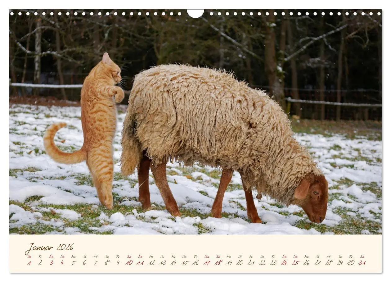 Bild: 9783457741047 | Coburger Fuchsschaf (Wandkalender 2026 DIN A3 quer), CALVENDO...