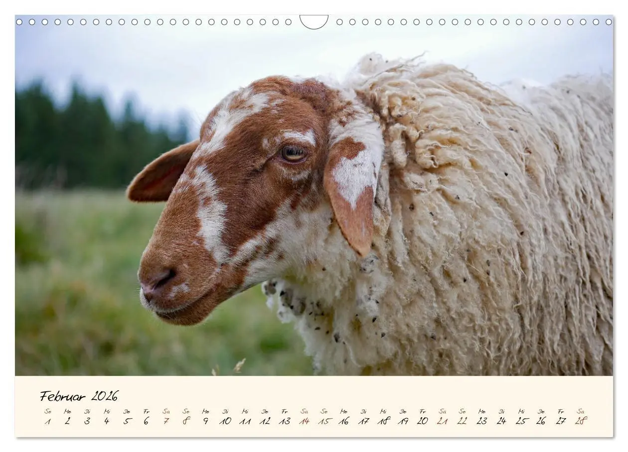Bild: 9783457741047 | Coburger Fuchsschaf (Wandkalender 2026 DIN A3 quer), CALVENDO...